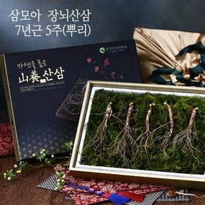 [바로배송] [삼모아] 장뇌산삼(산양산삼) 7년근 5뿌리(건강사랑세트)/싱싱우드락패키지케이스+공단보자기포장