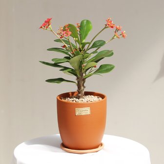 아침향기 꽃기린 매그놀리아 테라코타 토분 실내공기정화식물