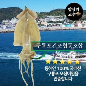 구룡포 마른오징어 동해안 오징어 국내산 울릉도 독도 5마리 500g