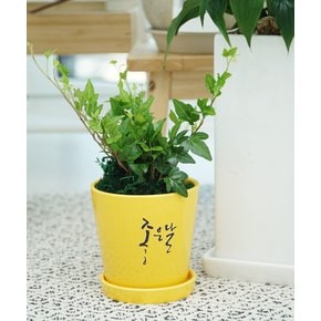 기분좋은 화분선물 소소한행복 /메세지화분 초보식집사 관엽식물 실내공기정화 반려식물