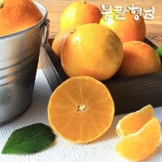 고당도 황금향 로얄 (6-10과) 1.5kg 선물용