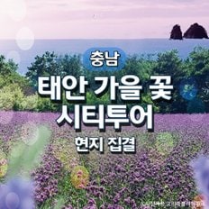 태안 가을꽃 여행(현지집결)