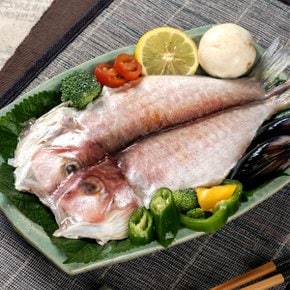 제주특선 참옥돔(대)세트 6마리(마리당220g이상/1.3kg이상)