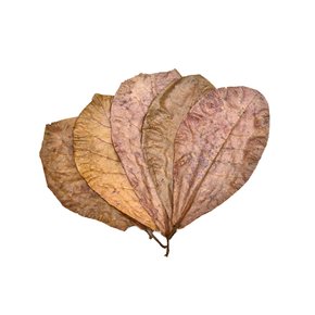 알몬드잎 5장-열대어 베타 어항 수질관리 곰팡이균억제 면역력