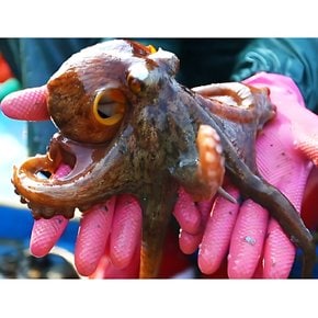 산지직송 국내산 생물 돌문어 1kg 1-3미내외