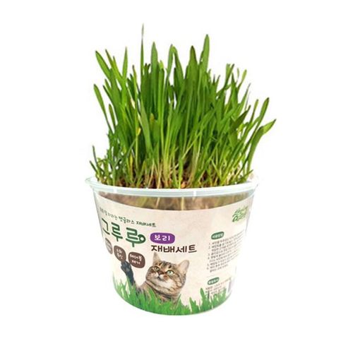 무농약 국내산 배양토 catgrass 보리 재배세트 X ( 2매입 )