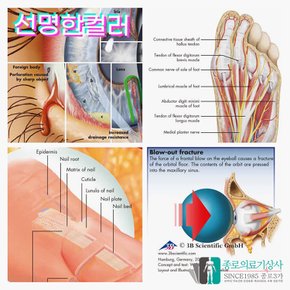 3B Scientific 신경계 인체해부차트 VR1620 신경구조 Nervous 병원액자