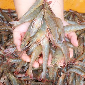 [피쉬테이블]국내산 생물 흰다리 새우 500g(15-20미)