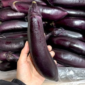 산지직송 싱싱한 국내산 가지 2kg