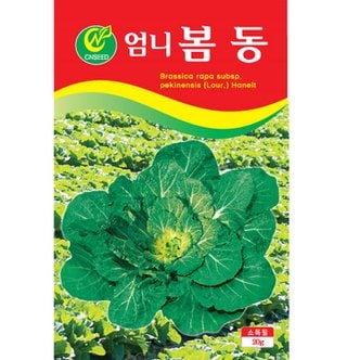 영농사 엄니 봄동배추 씨앗 20g 월동 배추 종자 춘동