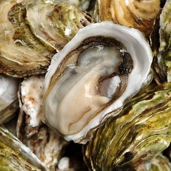 자연맛남 통영 세척 석화 10kg