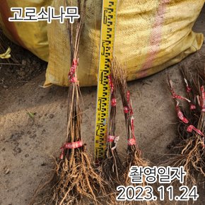 고로쇠나무 실생1년특묘