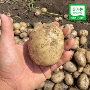 제주 모슬포 유기농 대지마 감자(특) 3kg