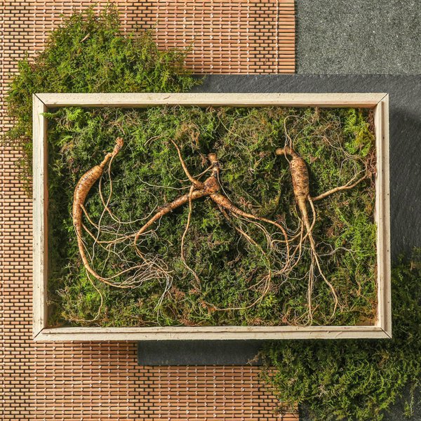 강원도 산이키운삼 10년근 진품 산양삼 3뿌리 세트