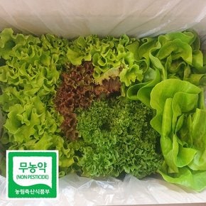 [제철과일채소] 친환경 유기농 샐러드 두릅 짭짤이 토마토 방울토마토 새싹삼