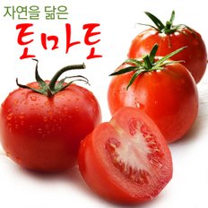 [남도의맛]자연을 닮은 전라도 토마토 정품 5kg (1-2번/대중과)