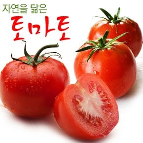 [남도의맛]자연을 닮은 전라도 토마토 정품 5kg (1-2번/대중과)