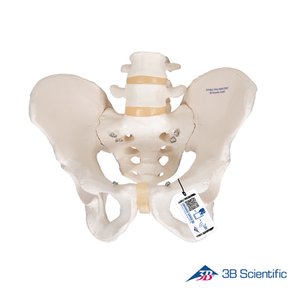 3B Scientific 인체모형 골반모형 A60 남성골반골격