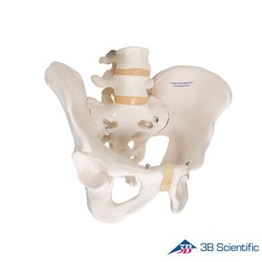 3B Scientific 인체모형 골반모형 A60 남성골반골격