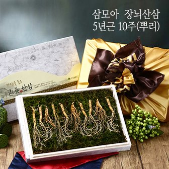 삼모아농장 [삼모아] 장뇌산삼(산양산삼) 5년근 10뿌리(보은세트)/싱싱우드락패키지케이스+공단보자기포장