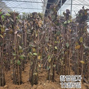 해당화나무(수사해당화)서부해당 접목1년특묘