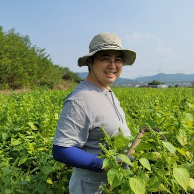 특A급 국산들깨 완전냉압착100% 국산생들기름300ml 2병 묶음할인