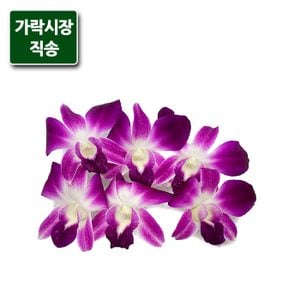 팸쿡 가락시장직송 양란(5송이/장식용)