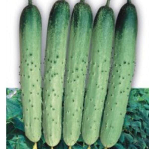 확대된 대표 image1