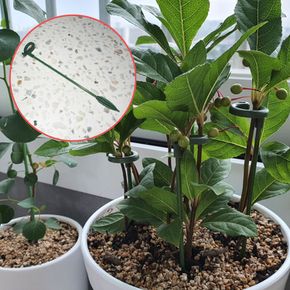 화초 화분 식물 지지대 27cm 꽃 토마토