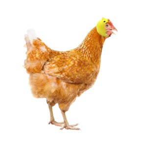 헬멧 닭 미니어처 미니 동물 하이바 오토바이 커버 돼지 헤드 새 장식 치킨헬멧 버드 치킨집