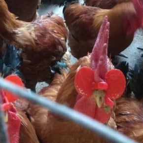 꿩안경 중사이즈1p 간편눈가리개 닭안경 닭싸움방지