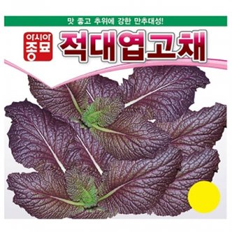 아시아종묘 겨자씨앗종자 적대엽고채 (10g) 적겨자 전문농가용