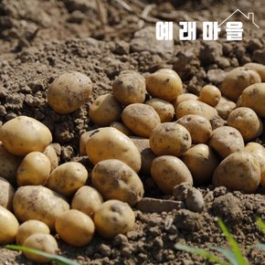 예래마을 제주 알감자 5kg 크기혼합