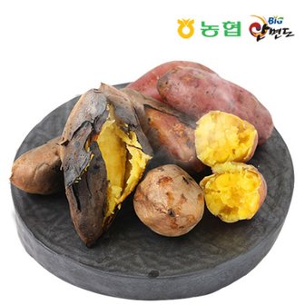  안면도농협 못난이 호박고구마 5kg