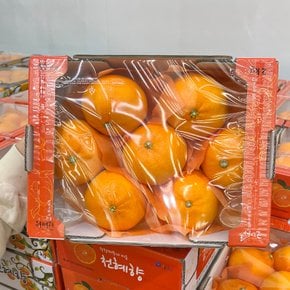 트레이더스 천혜향 2kg