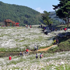 [전북] 2024 정읍 구절초 꽃축제(10.1~13)+내장산 내장사+쌍화차거리 당일여행 / 서울경기出