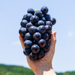 고당도 프리미엄 거봉 1-2송이 (800g-1kg내) 알알이 꽉 찬 포도 거봉포도 LD