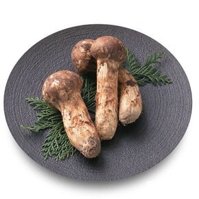[더조은] 백두산 북방 송이버섯 1품 10-14개입 500g (7-10cm)