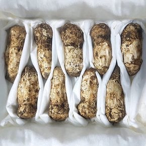[더조은] 백두산 북방 송이버섯 1품 10-14개입 500g (7-10cm)