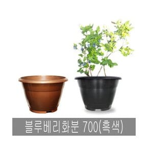 화분백화점 도로화분 인테리어화분 블루베리화분 700(흑색 수경용)