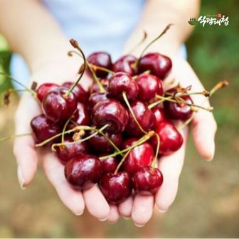  식탐대첩 항공 직수입 생 체리 2kg (9.5row)