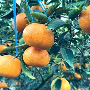 제주 가정용 천혜향 1.5kg 중과/박스포함