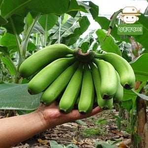  [제주직송] 청정제주 무농약 바나나 1.5kg