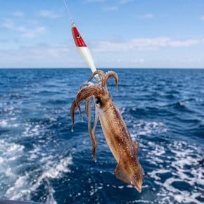 싸파 한치 에기 60g 오모리리그 축광 낚시 바늘