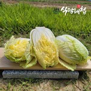 식탐대첩 쌈배추 알배추 5통 개당600g이상