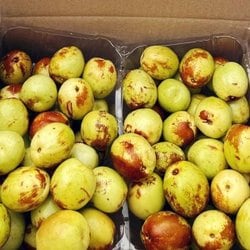 경산 부여 사과 대추 500g 30-50과 상 생대추 대 왕 대추 사과 햇대추...