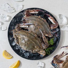 맘스 제철 꽃게 1kg(3~6미내외) /봄 알베기 활암꽃게 가을 활숫꽃게