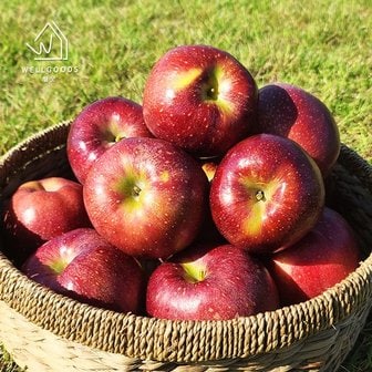 웰굿 경북직송 가정용 감홍 사과 2.5kg(5-9과,대과)