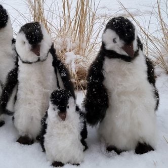 텐바이텐 [컴발리 알파카] 남극 서쪽 날씬길쭉파 펭귄 친구들