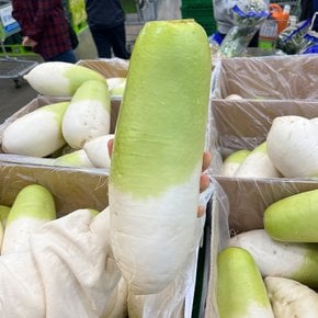 트레이더스 제주 무 1개
